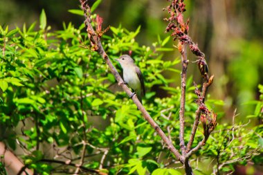 Warbling Vireo perched on the branch of a tree in spring time , mid-may at the Dominion Arboretum Gardens in Ottawa,Ontario,Canada clipart