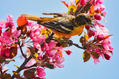 Bahar zamanı koyu pembe elma çiçekleri olan Baltimore Oriole kadınının çarpıcı görüntüsü, Mayıs ortasında Ottawa, Ontario, Kanada 'daki Dominion Botanik Bahçeleri' nde.