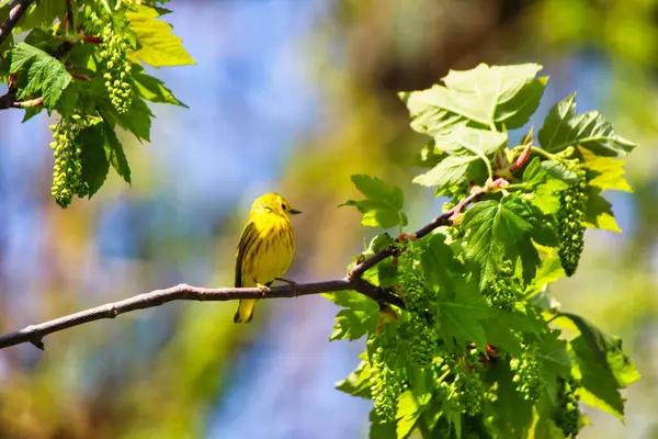 Sarı Warbler bahar zamanı bir ağacın dalına tünemiş ve Mayıs ortasında Kanada, Ontario, Ottawa 'daki Dominion Botanik Bahçeleri' nde şarkı söylüyordu.