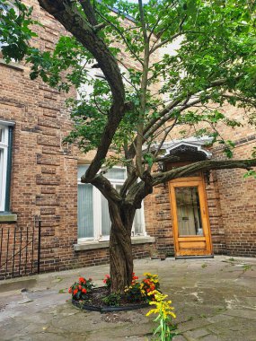 Kanada 'nın Quebec eyaletinin başkenti Quebec' te geleneksel tuğla bir evin avlusunda yetişen akçaağaç.