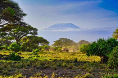 Kenya 'daki Amboseli Milli Parkı' nın parlak sabah güneşinde Kilimanjaro Dağı 'nın gölgesinde savanada hareket eden bir fil sürüsünün mükemmel bir resmi.