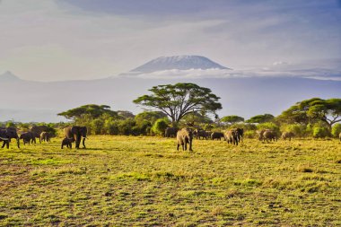 Filler Kenya Amboseli Ulusal Parkı 'ndaki sisli Kilimanjaro Dağı' nın gölgesinde sabah güneşinin tadını çıkarıyorlar.