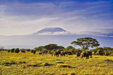 Kenya 'daki Amboseli Milli Parkı' nın parlak sabah güneşinde Kilimanjaro Dağı 'nın gölgesinde savanada hareket eden bir fil sürüsünün mükemmel bir resmi.