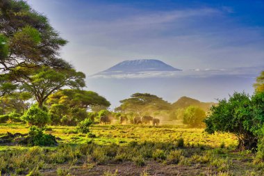 Bir fil sürüsü Kenya 'daki Amboseli Milli Parkı' nın üzerinde yükselen kudretli Kilimanjaro 'nun gölgesi altında çamur banyosu yapıyor.