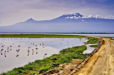 Kenya 'daki Amboseli Gölü, flamingolar ve safari patikaları üzerinde parlak mavi gökyüzü bulunan Kilimanjaro Dağı' nın mükemmel bir görüntüsü.