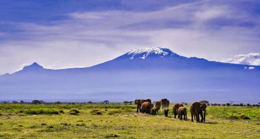 Klasik bir Afrika sahnesi - Kenya 'daki Amboseli Milli Parkı' nın en yüksek zirvesi olan Kilimanjaro Dağı 'nın engin gölgesi altında öğleden sonra hareket halindeki filler