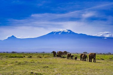 Kenya 'daki Amboseli Ulusal Parkı' ndaki Kilimanjaro Dağı 'nın gölgesinin altındaki taze çayırlara doğru yola çıkan sonsuz bir Afrika fili sürüsü sahnesi.