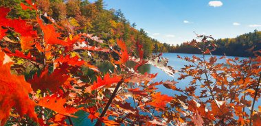 Parlak turuncu akçaağaç yaprakları Kanada 'nın Gatineau Park, Quebec, Kanada' daki Pembe Göl 'de görülen Boreal Ormanları' nda sonbaharın başladığını gösteriyor.