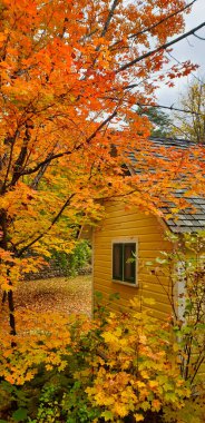 Göz kamaştırıcı turuncu ve kırmızı sonbahar renkleri Kanada 'nın Quebec eyaletindeki Gatineau Park' taki Mackenzie King malikanesindeki ormanın ortasındaki bir ağaç kulübesinin güzel bir portresini çiziyor.