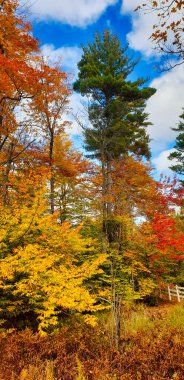 Kanada 'nın Quebec kentindeki Gatineau Park' ta yapraklar yeşilden turuncuya dönerken, sonbaharda Boreal Ormanlarında güzel sonbahar renkleri görülür.