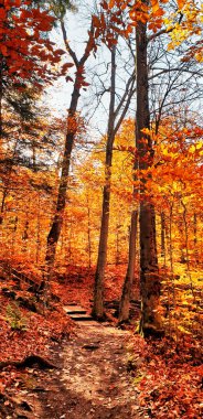 Kanada 'daki ormanlar Gatineau Park, Quebec, Kanada' da görülen bir renk patlamasında yeşilden parlak kırmızı, turuncu ve sarı tonlarına dönüşürler.