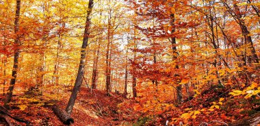 Turuncudan sarıya çarpıcı renk aralığı ormana kalite gibi bir tablo ve güzel Gatineau Park, Quebec, Kanada 'da yürüyüş yolları sağlar.
