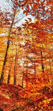 Kanada 'daki ormanlar Gatineau Park, Quebec, Kanada' da görülen bir renk patlamasında yeşilden parlak kırmızı, turuncu ve sarı tonlarına dönüşürler.