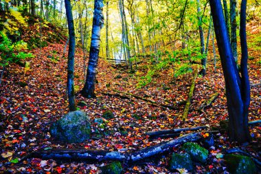 Fallen leaves during Autumn bring a range of colours from orange to yellow to red and lend a painting like quality to the woods and hiking trails inside the beautiful Gatineau Park,Quebec,Canada clipart