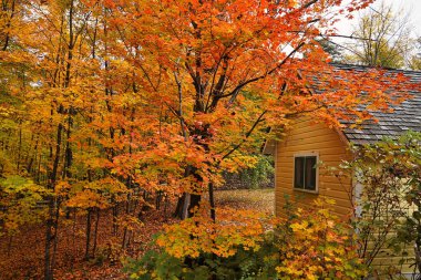 Gatineau Park, Quebec, Kanada 'daki Gatineau Park ormanlarında yeşil ormanların kızıl, turuncu, kırmızı ve kahverengi tonlara dönüştürülmesi