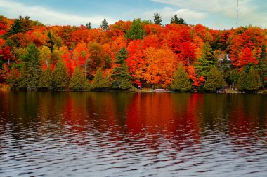 Kingsmere Gölü sonbahar mevsiminde, Kanada 'nın Quebec kentinde, Gatineau Park' taki Mackenzie King Estate 'te görülen turuncu, kırmızı ve sarı renkli yapraklarla doludur.