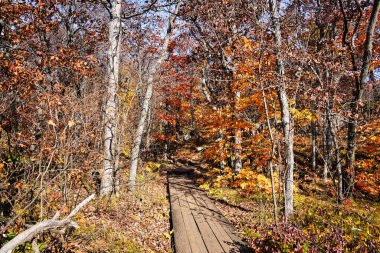 Sonbahar renkleri turuncudan sarıya, kırmızıya canlı renkler ormana kaliteli bir tablo ve Kanada 'nın Quebec kentindeki Gatineau Parkı' nın içinde yürüyüş yolları sağlar.