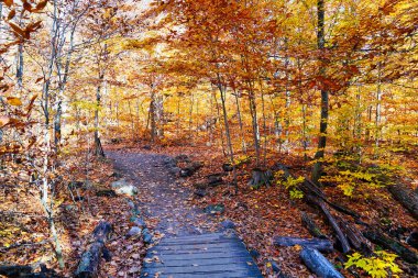 Gatineau Park, Quebec, Kanada manzaralı Gatineau Park 'a sonbahar yaprakları, Rust, Auburn, Ochre, Ochre ve Yellows gibi toprak renklerini getirirken orman zeminleri ve tahta yürüyüşleri düşen sonbahar yapraklarıyla dolup taşıyor.