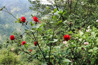 Güzel Red Dahlia çiçekleri, Lukla yakınlarındaki Paiya 'nın yürüyüş köyü yakınlarındaki bir bahçede açar. Nepal, Khumbu Himalayaları' nda 6476 metrelik yüksek bir tepe olan Mera Tepesi 'nin ana kampına doğru yol alır.
