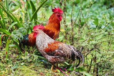 Nepal, Khumbu Himalayaları 'nda 6476 metrelik yüksek bir tepe olan Mera Tepesi' ne giden ana kampa giden Lukla yakınlarındaki Surke köyü yakınlarında serbest çiftlikte koşan horozlar.