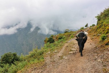Nepal 'in Khumbu bölgesinin yüksek irtifalarında Lukla, Paiya köyü yakınlarındaki bir patikada görülen ağır yükleri taşımak için adapte olmuş öküz ve inek cinsi bir zop ya da jhopke sürüsü hayvanı.