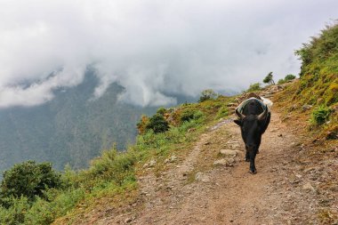 A zop or a jhopke pack animal, a cross breed of yaks and cow, adapted for carrying heavy loads in the higher altitudes of Khumbu region of Nepal seen here on a trail near Paiya village,Lukla clipart