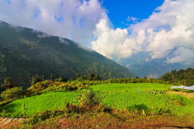 Karabuğday tarlaları aşağı Nepal 'in yamaçlarında yer alıyor. Burada Paiya Köyü' nde, Lukla, Nepal yakınlarında.