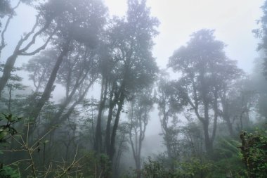 Yağmur bulutları, alçak Himalaya eteklerini, Paiya köyü yakınlarındaki muson ayları boyunca sislerle ve nemli iklimlerle örtüyor.