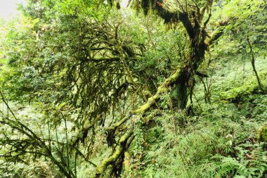 Moss ve Lichen, Nepal ovalarının nemli ve nemli bulut ormanlarında, Paiya köyü, Lukla, Nepal yakınlarındaki 2400 metre yükseklikteki Rhododendron ağaçlarıyla yaşarlar.