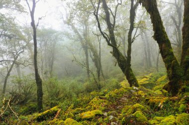 Moss ve Lichen, Himalayalar 'ın Khumbu Himalayaları' ndaki 6476 metre yüksekliğindeki ana kamp Mera Tepesi 'ne giden Rhododendron ağaçları ile birlikte aşağı Himalayalar' daki nemli bulut ormanlarında büyür.