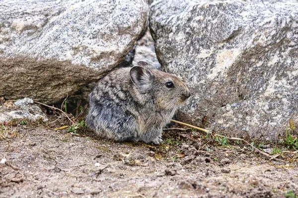 Himalaya Pika, Ochotona himalayana, 4130 metre yükseklikteki Thaknag köyünde görülen küçük bir memeli Mera Tepesi ana kampına gidiyor, Khumbu Himalayaları, Nepal 'da 6476 metre yüksekliğinde bir zirve.