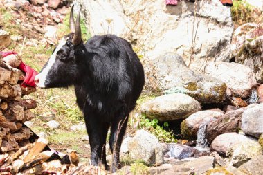 Zop ya da Jhopke yük hayvanı, öküzler ve ineklerin melezleri, Nepal 'in yüksek irtifalarında ağır yük taşımak için adapte oldular burada Kothe köyü, Mera Peak yolu, Nepal