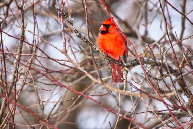 Kuzey Kardinal, Cardinalis Cardinalis, kışın Ottawa, Ontario, Kanada 'daki Dominion Botanik Bahçesi' nde bir dala tünedi.