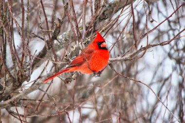 Kuzey Kardinal 'i Cardinalis Cardinalis, kışın Ottawa, Ontario, Kanada' daki Dominion Botanik Bahçesi 'nde bulunan Fletcher Vahşi Yaşam Bahçesi' nde bir dala tünemişti.