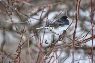Kanada 'nın Boreal Ormanları' nda kışın yaşayan Puffy görünümlü Dark Eyed Junco, Ottawa, Ontario, Kanada 'daki Fletcher Wildlife Garden, Dominion Arboretum' da bir dala tünedi.