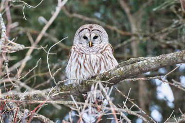 Kanadalı Boreal Orman Avcısı, Kuzeyli Erkek Parmaklıklı Baykuş, Strix Varia türü Şubat ayı boyunca av arıyor, Kanada, Ontario, Ottawa 'daki Dominion botanik bahçesinde derin kış