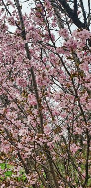 Çeşit çeşit pembe çiçekli kiraz ağacı, Prunus sargentii, Sargent 's Cherry, Japon Kuzey Tepesi kirazı, Nisan ortasında, Dominion Botanik Bahçeleri, Ottawa, Ontario, Kanada