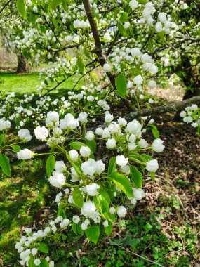 Dominion Botanik Bahçeleri, Ottawa, Ontario, Kanada 'da çiçek açan güzel beyaz armut çiçekleri.