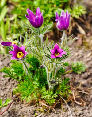 Purple Prairie Pasque Flower veya Prairie Crocus çiçekleri, Anemone patentleri, Fletcher Wildlife Gardens, Ottawa, Ontario, Kanada 'daki Dominion Arboretum' da yetişir.