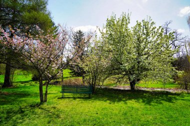 Dominion Botanik Bahçesi, Ottawa, Ontario, Kanada 'da üzerinde pembe ve beyaz çiçekli bir elma ve armut ağacı olan bir Yeşil Park bank.