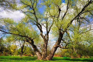 Muhteşem olgun söğüt ağacı, üç gövdesi ve yemyeşil çimlerde genç yapraklarıyla Mayıs ayı başlarında Ottawa, Ontario, Kanada 'daki Dominion Botanik Bahçeleri' nde