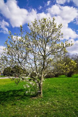 Ottawa, Ontario, Kanada 'daki Dominion Botanik Bahçesi' nde beyaz çiçekler ve sarı çiçeklerle birlikte büyüyen iki Magnolia ağacı.