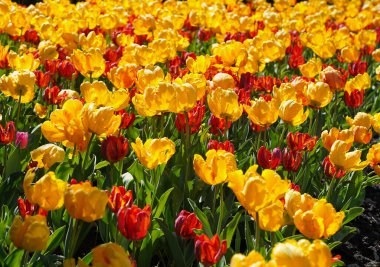 Ottawa Lale Festivali 'nde, Ottawa, Ontario, Kanada' daki Komisyon Üyesi Park 'ta, parlak sarı ve kırmızı lalelerle canlı ve renkli bir manzara.