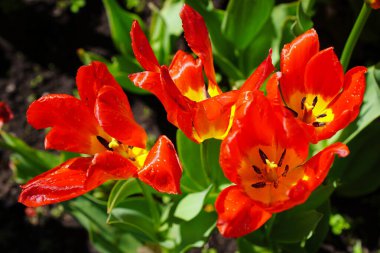 Ottawa Lale Festivali 'nde parlayan sarı üslü iki Ton Alevli Turuncu Lale Ottawa, Ontario, Kanada' daki Komisyon Üyeleri Parkı