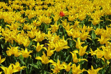 Ottawa Lale Festivali 'nde parlak sarı lalelerden oluşan bir battaniyeyle, Ottawa, Ontario, Kanada' daki Komisyon Üyesi Park 'a zıt bir Yalnız Turuncu Lale.