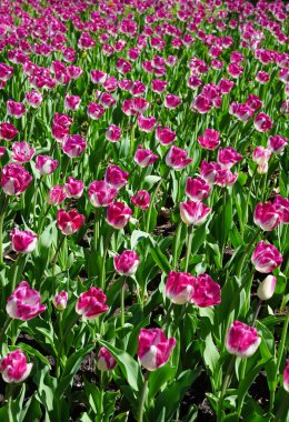 Ottawa Lale Festivali 'nde açık güneşli bir bahar gününde Ottawa, Ontario, Kanada' daki Komisyon Üyeleri Parkı 'nda iki tonlu güzel leylak ve beyaz lalenin dikey görüntüsü