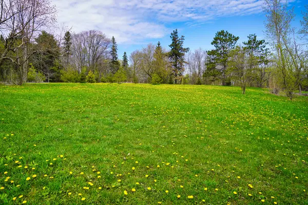 Sarı karahindiba çiçekleri, mayıs ayında Kanada, Ontario, Ottawa 'daki Dominion Botanik Bahçeleri' nde yemyeşil çimlere halı serer.