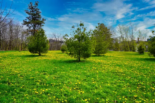 Sarı karahindiba çiçekleri, mayıs ayında Kanada, Ontario, Ottawa 'daki Dominion Botanik Bahçeleri' nde yemyeşil çimlere halı serer.