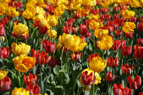 Ottawa Lale Festivali 'nde parlak sarı ve kırmızı laleler, Ottawa, Ontario, Kanada' da Park Komiseri