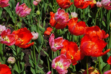 Ottawa Lale Festivali 'nde büyük turuncu ve pembe lalelerin güzel bir karışımı, Kanada, Ontario, Ottawa' daki Komiser Park.